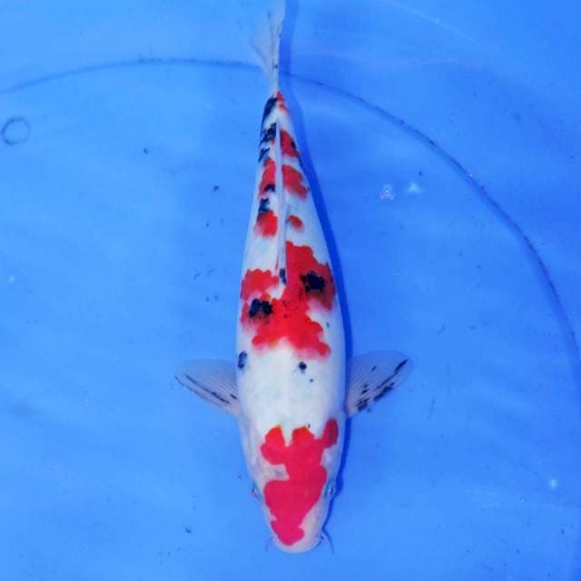 SHIMI SANKE