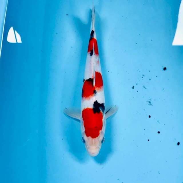 Sanke, 25 cm