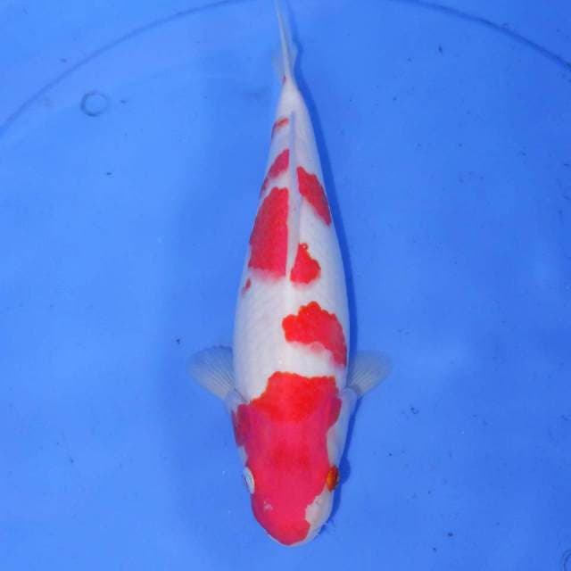SHAITAMA KOHAKU
