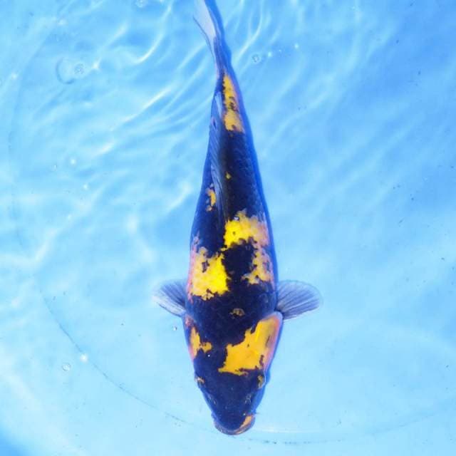 UTSURI KUNING