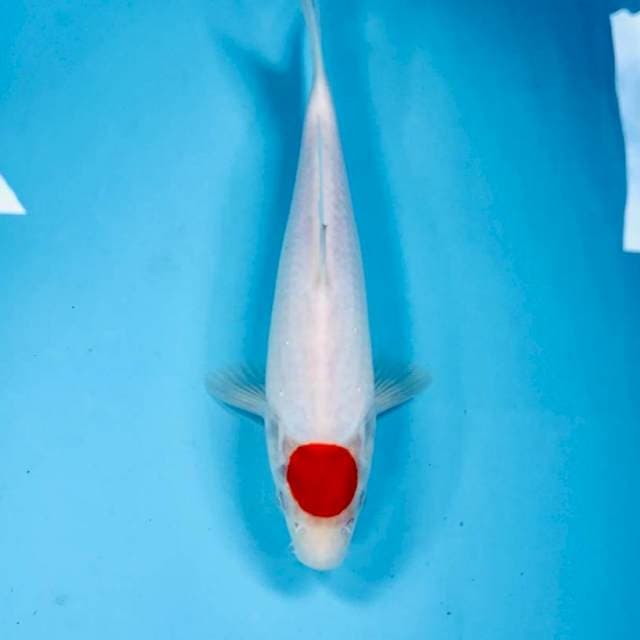 Tancho Kohaku, 25 cm