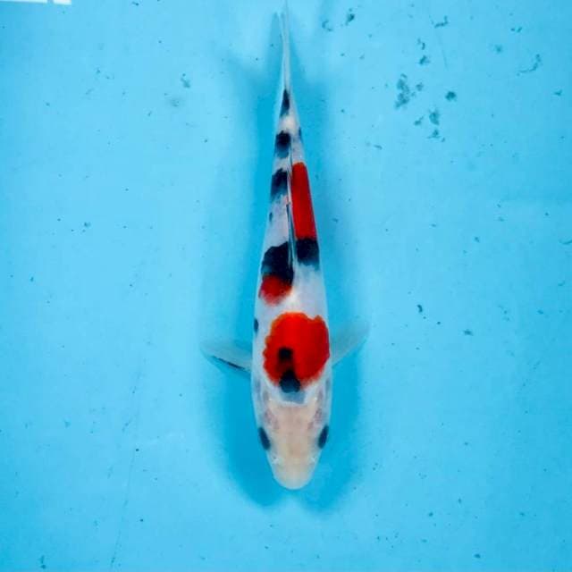 Sanke, 17 cm