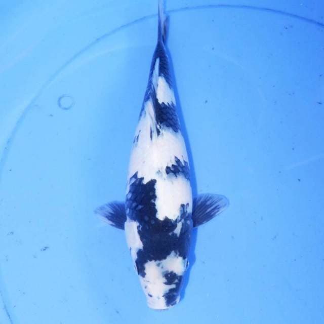 SENSA SHIRO