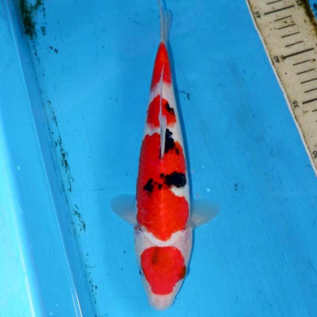 MEDATSU SANKE