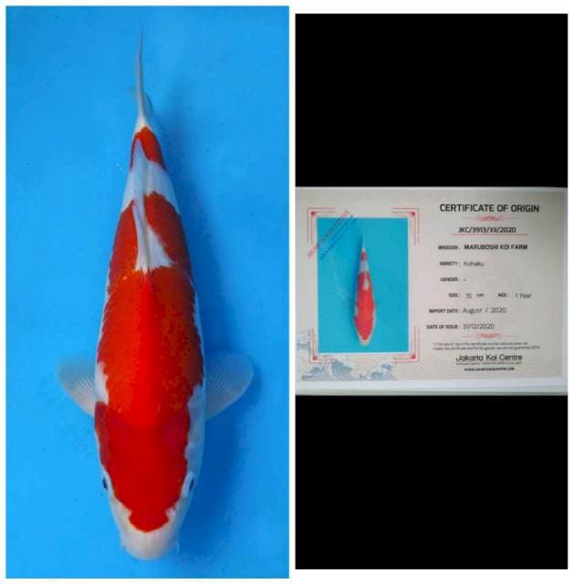 Maruboshi Kohaku