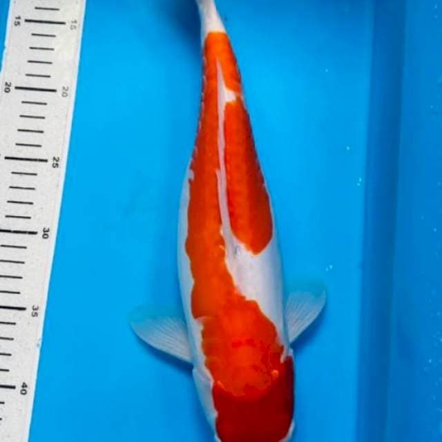 Kohaku doit 38cm