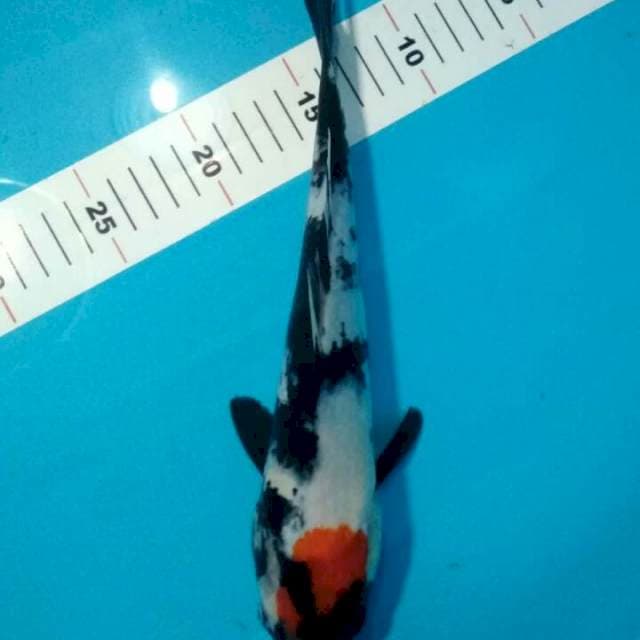 TANCHO SHOWA 30 CM