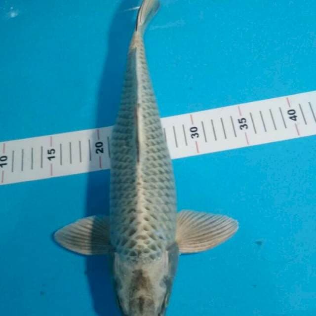 MUKASHI 43 CM