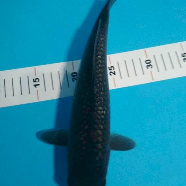 SORAGOI 30 CM