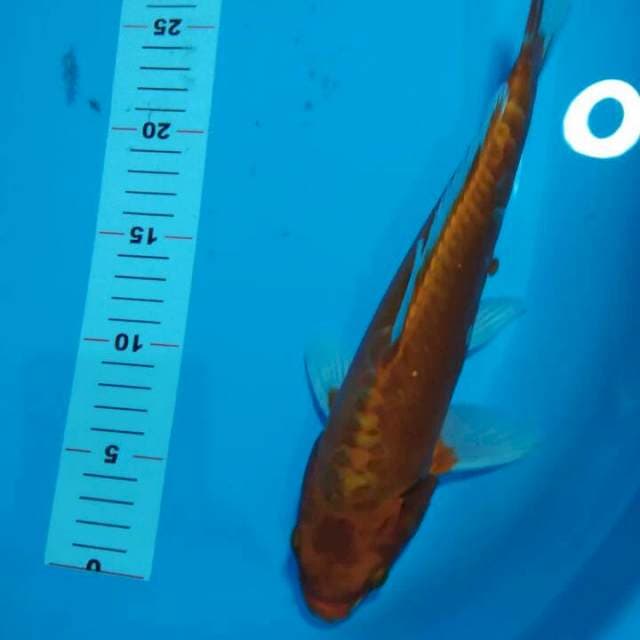 KAWARIMONO 30 CM