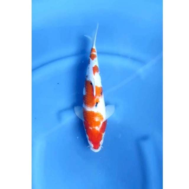 31 cm # SANKE TAISHO SANSOKU