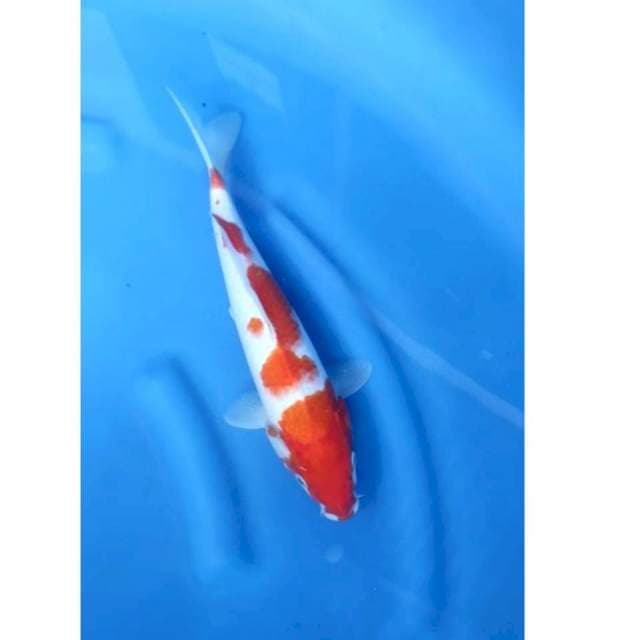 31 cm # KOHAKU
