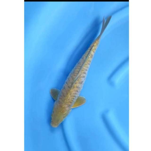 35 cm # CHAGOI ARAGOKE
