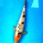 Sanke 35cm