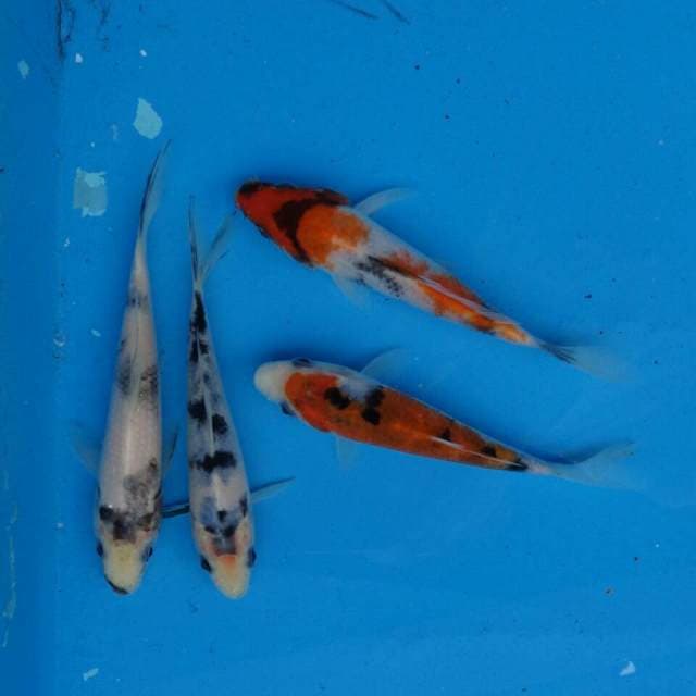 Mix Showa -- Shiro F1