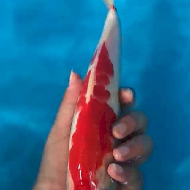 kohaku male 30bu