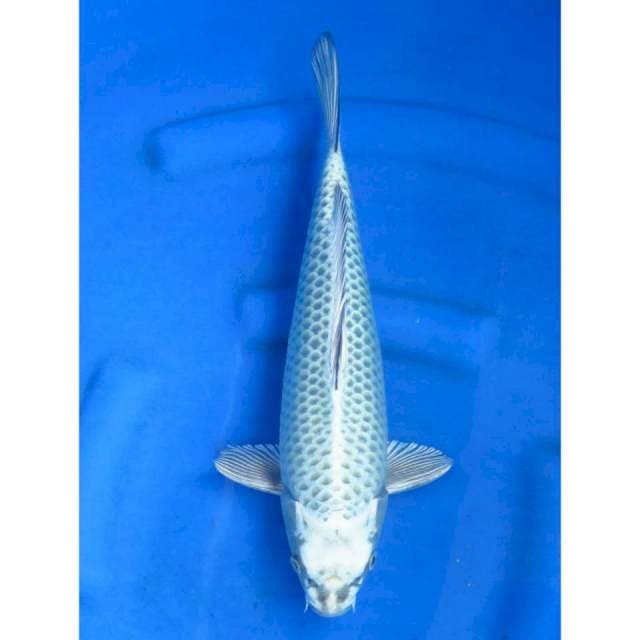 F1 Mukasi Ring Super - 40bu