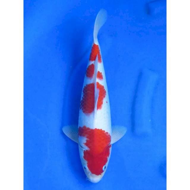 Yondan Kohaku F1 - 38cm