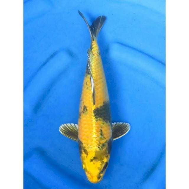 Kin Ki Utsuri F1 -35cm