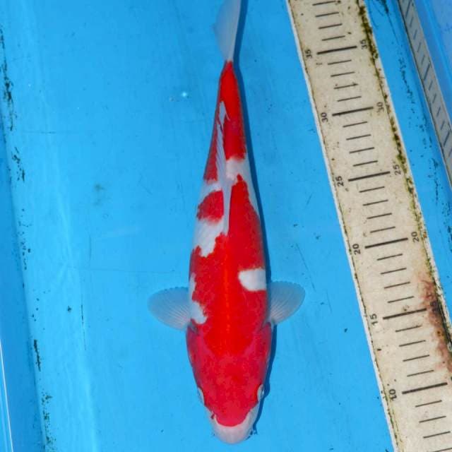 30cm SQ KOHAKU