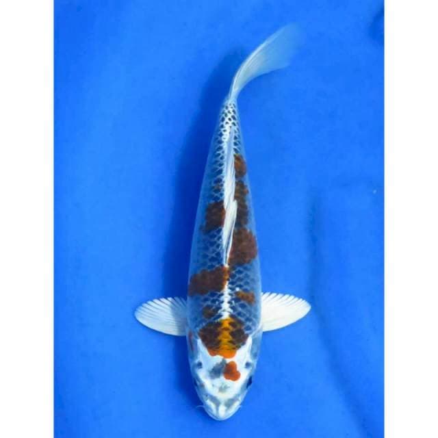 26cm - Kujaku