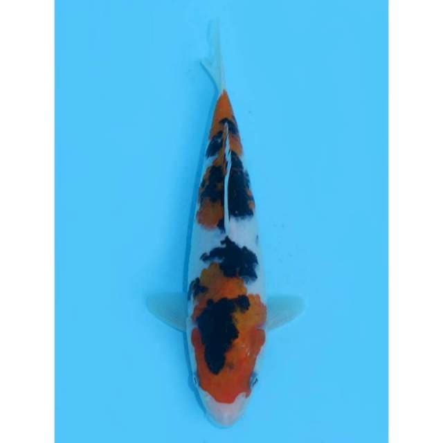 23cm - Taisho Sanke