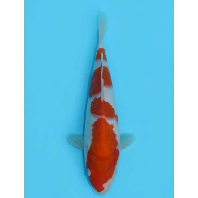 25cm - Kohaku