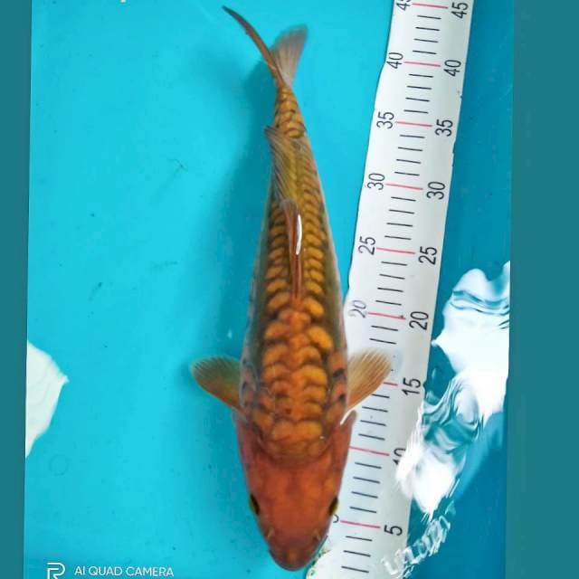 Chagoi Aragoke Punuk 40cm