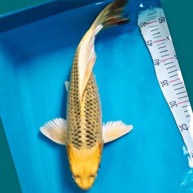 Kumpay Kin Matsuba Jantan 41cm