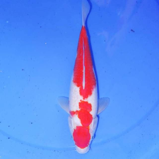 KOHAKU RAPI