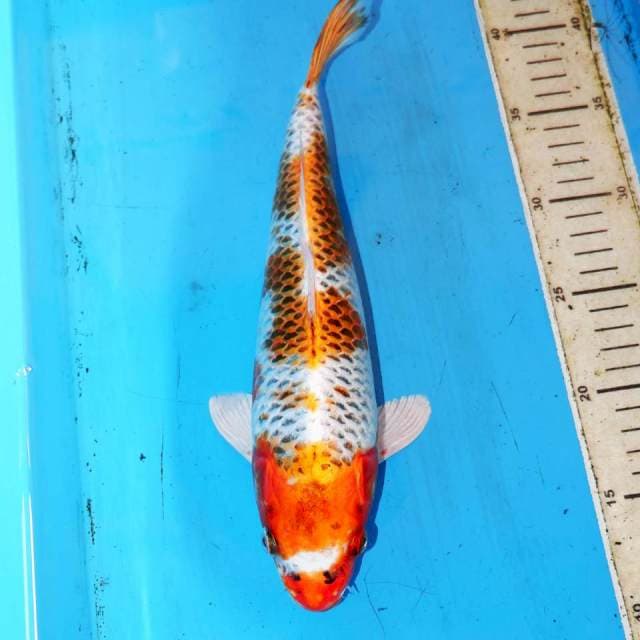 30cm KUJAKU 