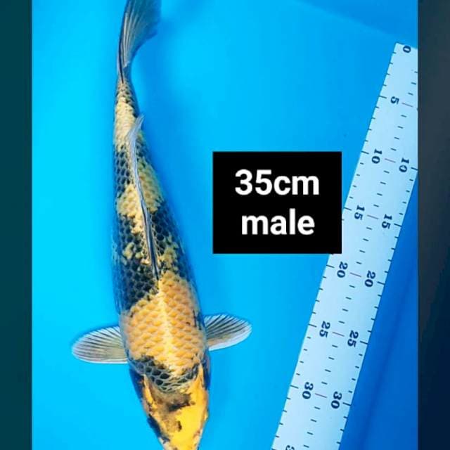Kin ki utsuri 35cm male