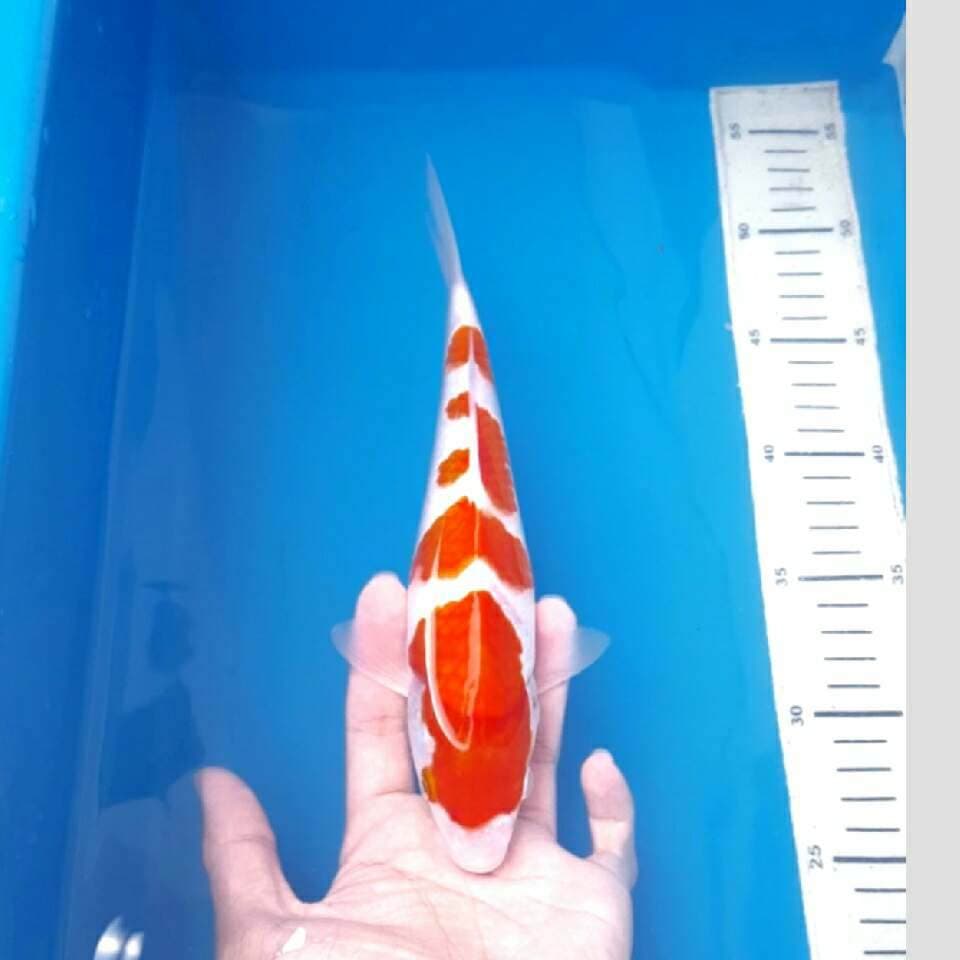 kohaku super siap kontes