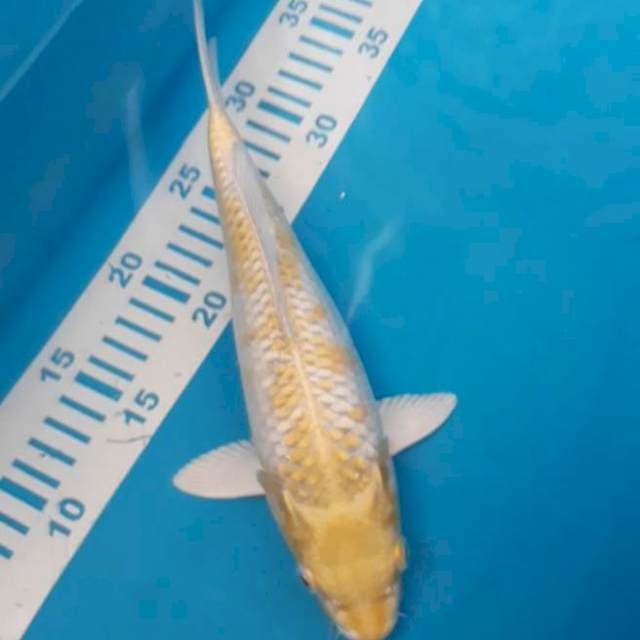 Hariwake 28 cm