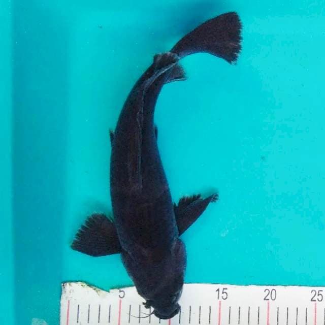 Kumpay Karashu Jantan 36cm