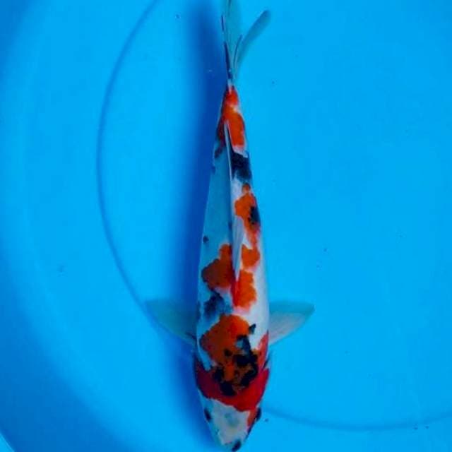 Tategoi showa, 35cm male