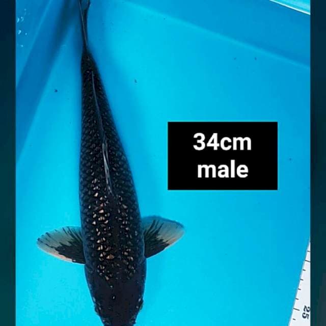 Black diamond 34cm male