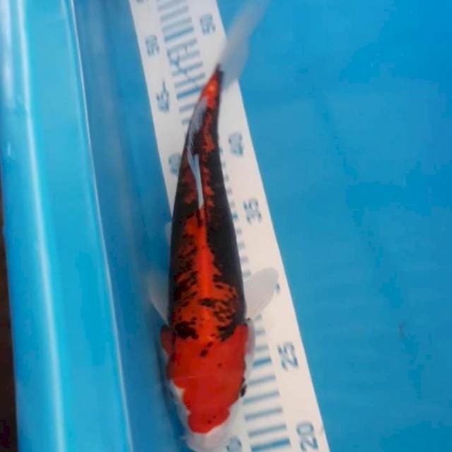 Beni Kumonryu 28 cm