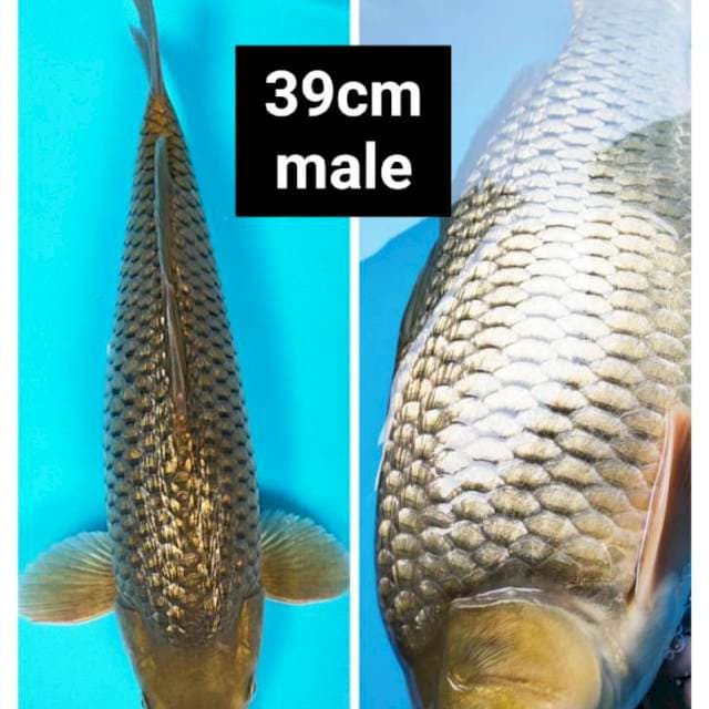 Midori ginrin punuk 39cm male