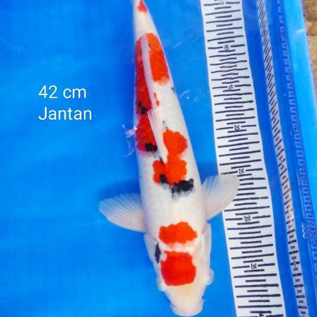 Maruten sanke jantan 42 cm