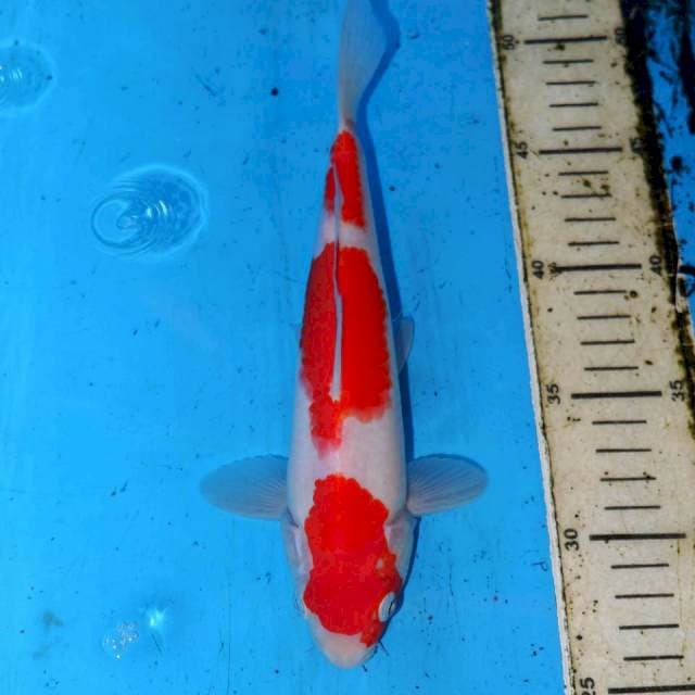MITTSU KOHAKU