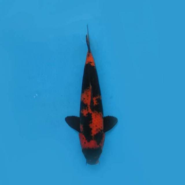 Red Hi Utsuri