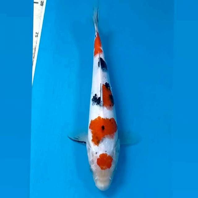 Sanke, 24 cm