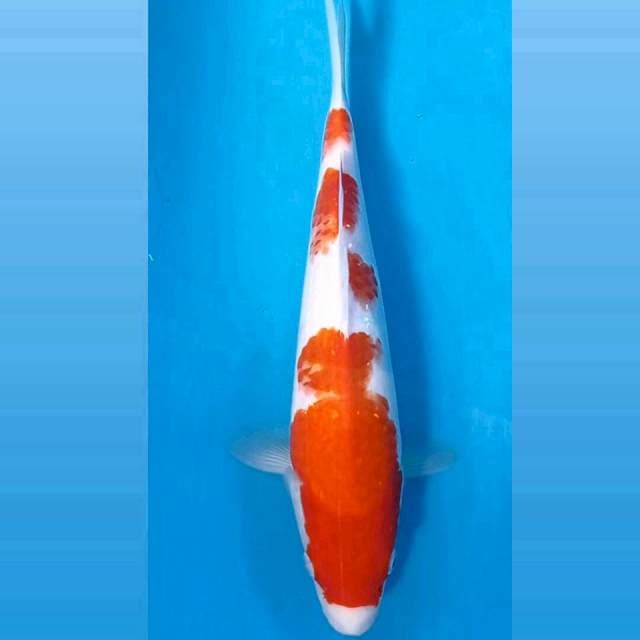 Kohaku, 30 cm