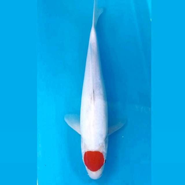 Tancho kohaku (M), 30 cm