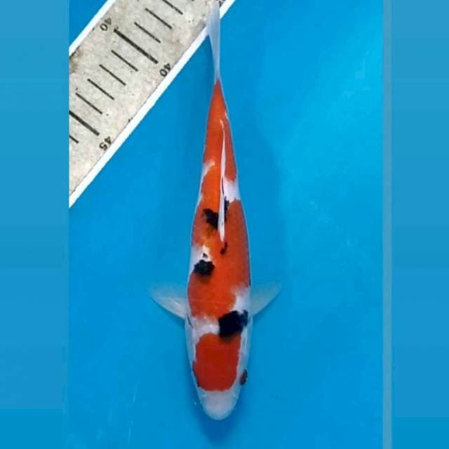 Sanke inazuma, 19 cm