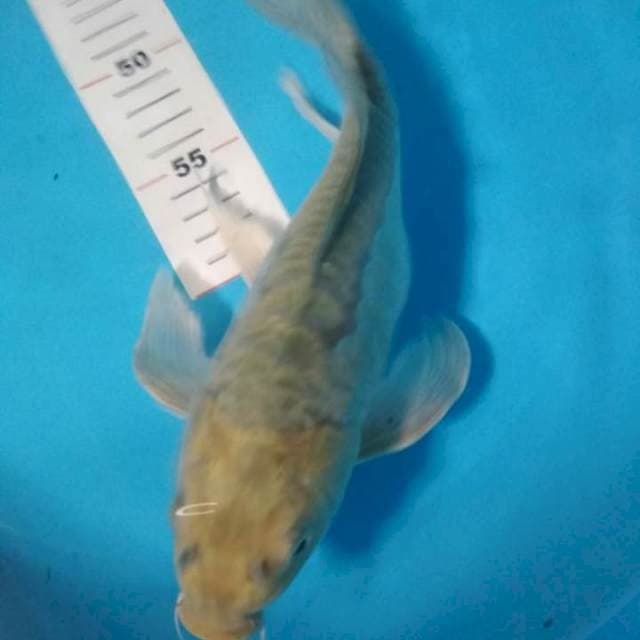 Kumpay soragoi aragoke