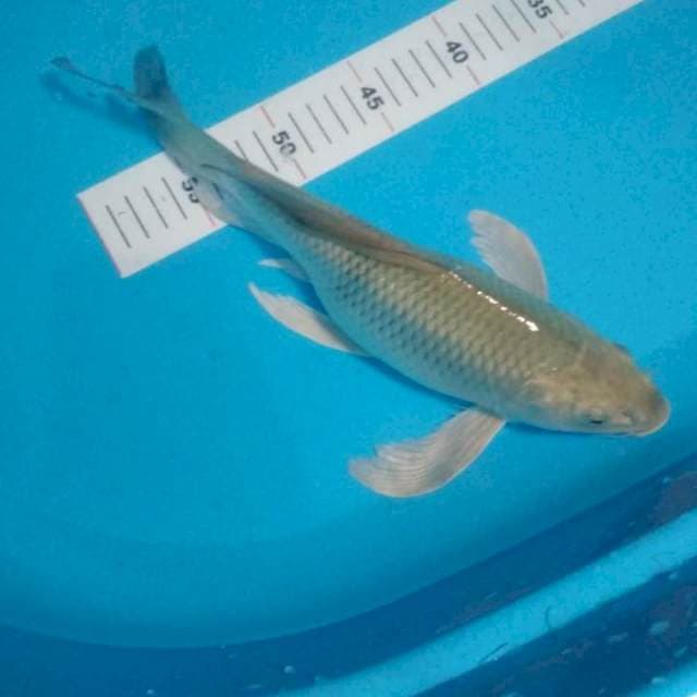 Kumpay sarogoi 31cm