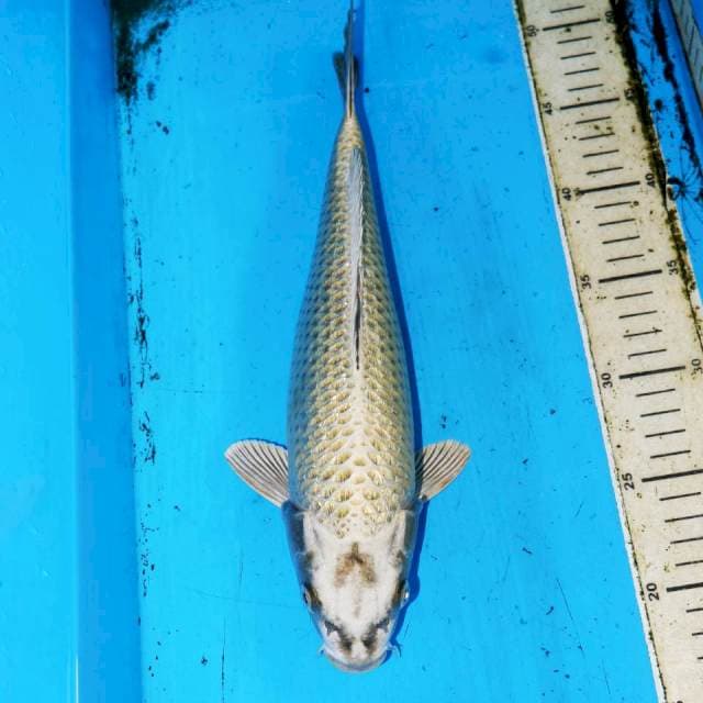 32cm KINGINRIN MUKASI
