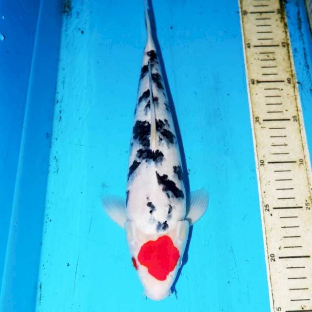 35CM ROSE TANCHO SANKE